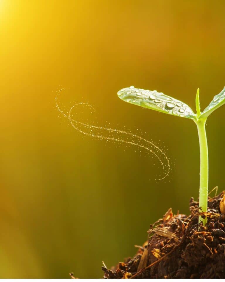 Fro o framtid 768x960