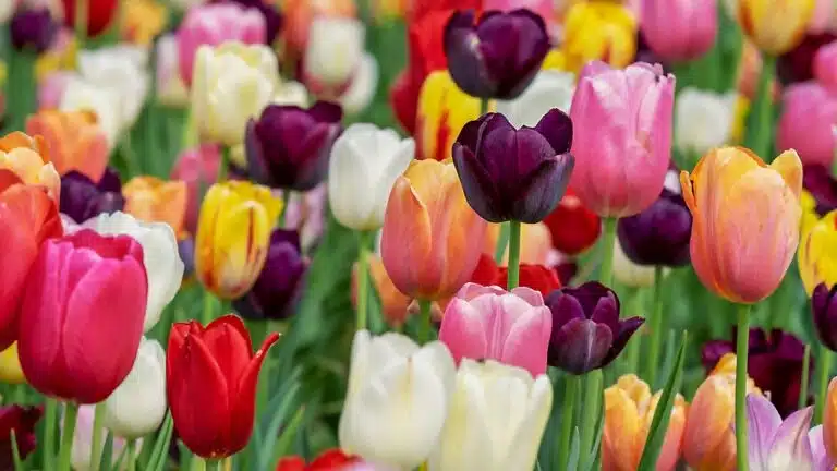 tulpaner 768x432