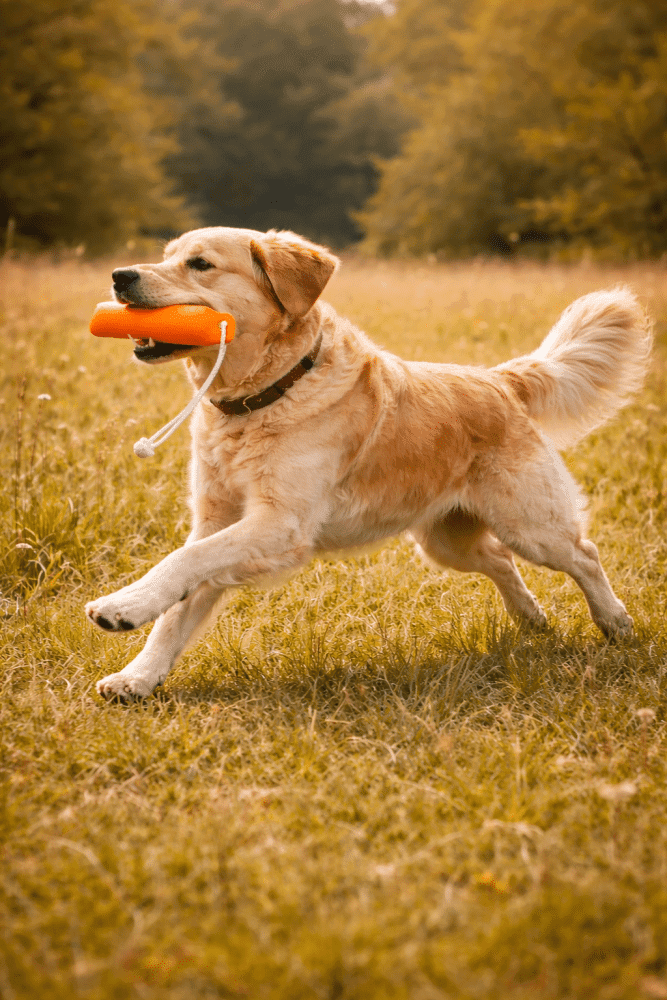 Apporteringskurs Nynashamn