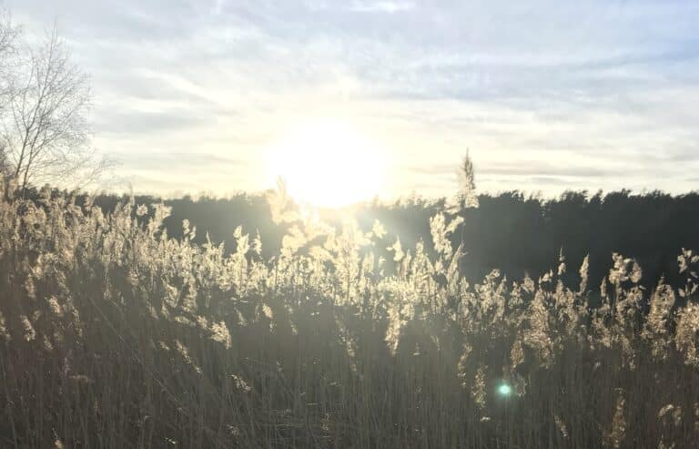 Osterholmarna Toro 1 768x493