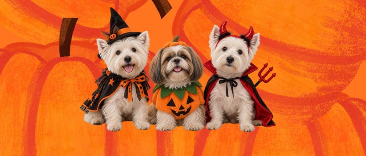 Halloweenhundpromenad i Nynäshamn